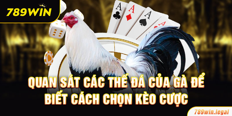 Quan sát các thế đá của gà để biết cách chọn kèo cược