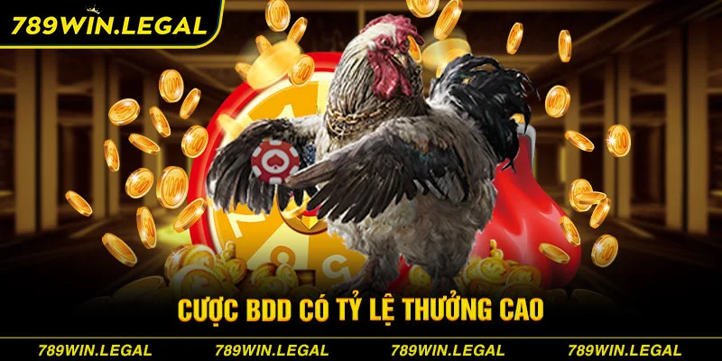 Cược BDD có tỷ lệ thưởng cao