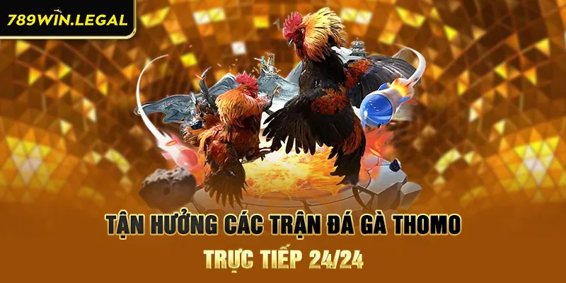 Tận hưởng các trận đá gà Thomo trực tiếp 24/24